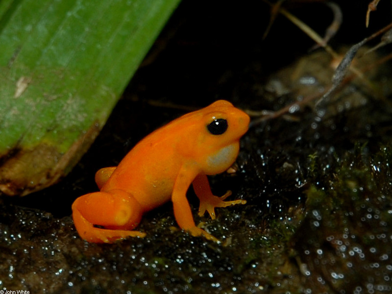 Golden Mantella (Mantella aurantiaca)005; DISPLAY FULL IMAGE.