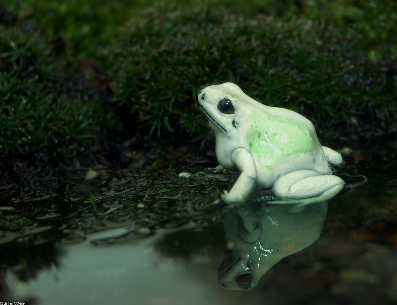 Golden Poison Frog (Phyllobates terribilis); DISPLAY FULL IMAGE.