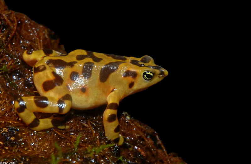 Panamanian Golden Frog (Atelopus zeteki); DISPLAY FULL IMAGE.