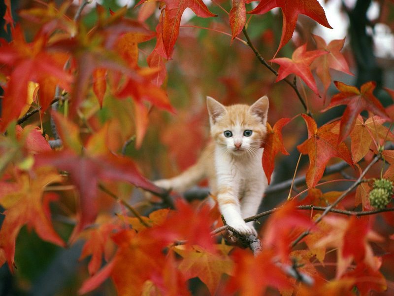 [Daily Photos] Autumn Tabby; DISPLAY FULL IMAGE.