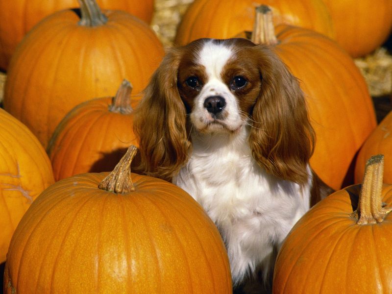 [Daily Photos] Cavalier King Charles Spaniel; DISPLAY FULL IMAGE.