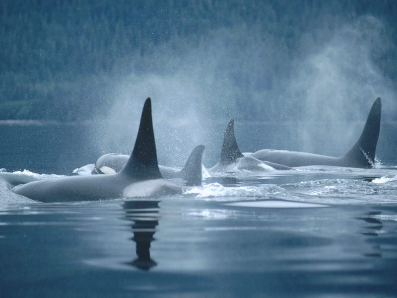 [Daily Photos] Orca Group Surfacing Johnstone Straits, British Columbia Canada; DISPLAY FULL IMAGE.