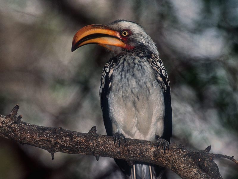 [Daily Photos] Proud Southern Yellow-billed Hornbill, Kruger park, South Africa; DISPLAY FULL IMAGE.