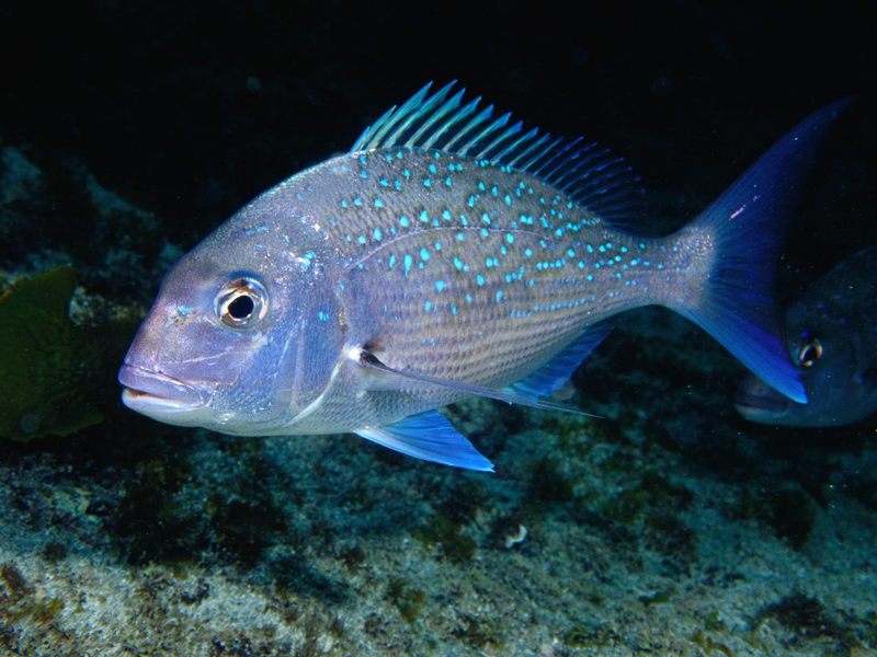 [Daily Photos] Small Snapper off Goat Island, Auckland, New Zealand; DISPLAY FULL IMAGE.
