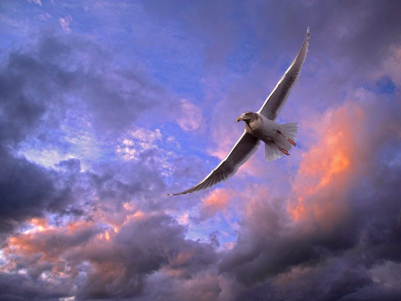 [Daily Photos] Soaring Gull, Puget Sound, Washington; DISPLAY FULL IMAGE.