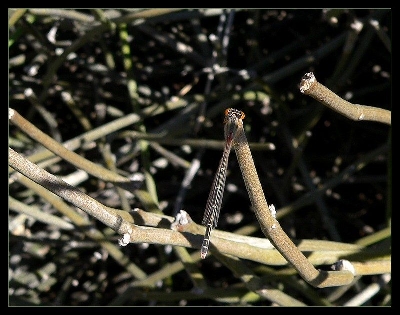 damselfly 1; DISPLAY FULL IMAGE.