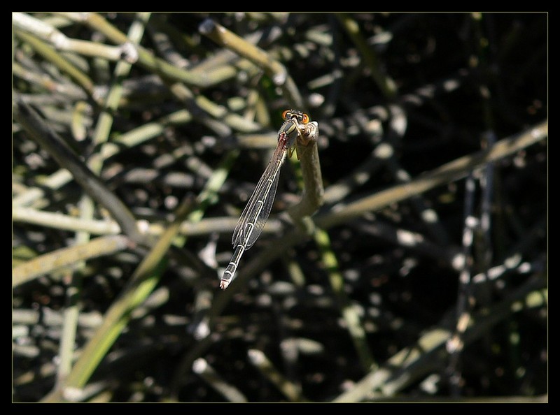 damselfly 2; DISPLAY FULL IMAGE.