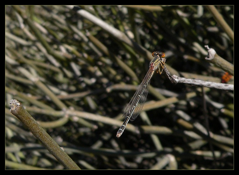 damselfly 3; DISPLAY FULL IMAGE.