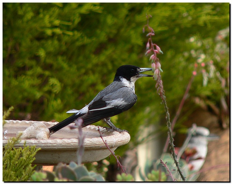 grey butcherbird; DISPLAY FULL IMAGE.