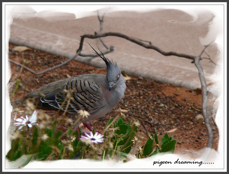pigeon dreaming...; DISPLAY FULL IMAGE.