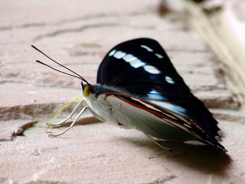 Mimathyma schrenckii (Schrenck's Emperor Butterfly) {!--은판나비-->; DISPLAY FULL IMAGE.