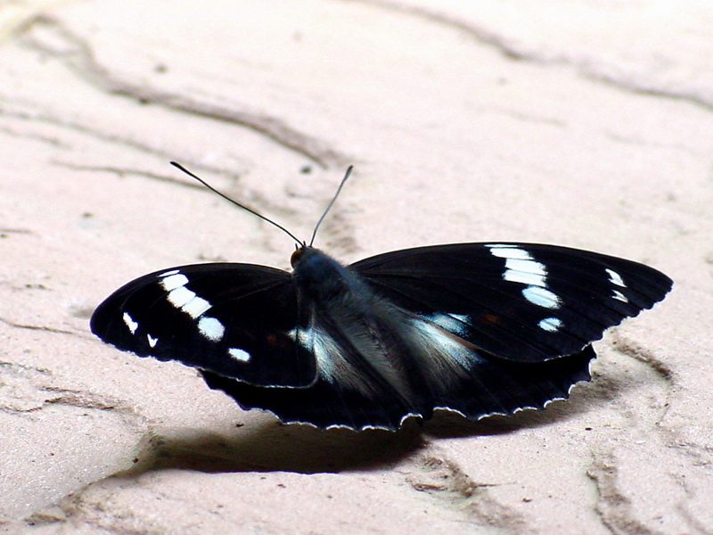 Mimathyma schrenckii (Schrenck's Emperor Butterfly) {!--은판나비-->; DISPLAY FULL IMAGE.