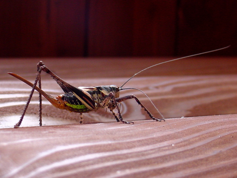 Paratlanticus ussuriensis (Ussur Brown Katydid) {!--갈색여치(암컷)-->; DISPLAY FULL IMAGE.