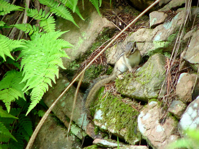 Tamias sibiricus asiaticus (Korean Chipmunk) {!--다람쥐-->; DISPLAY FULL IMAGE.