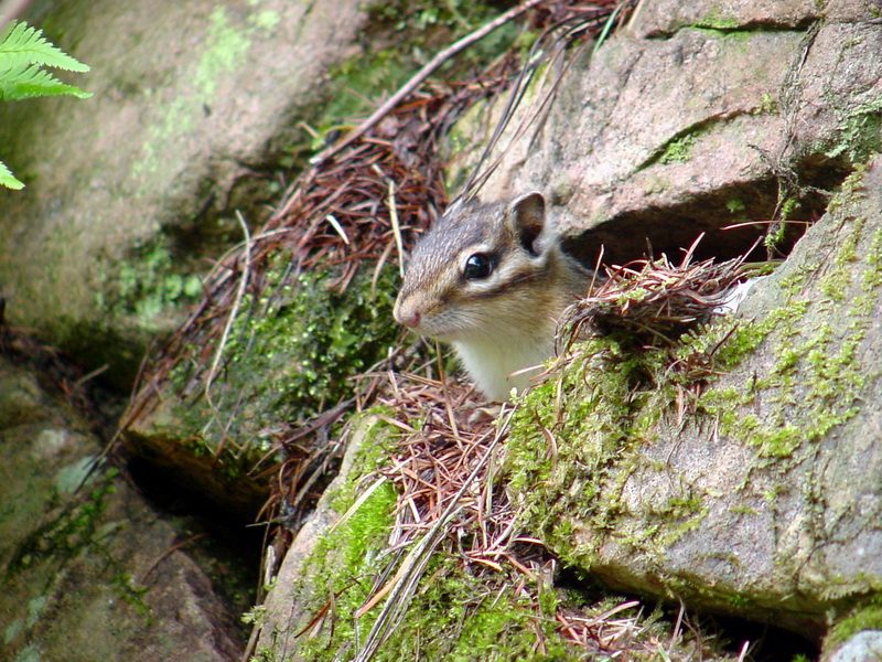 Tamias sibiricus asiaticus (Korean Chipmunk) {!--다람쥐-->; DISPLAY FULL IMAGE.