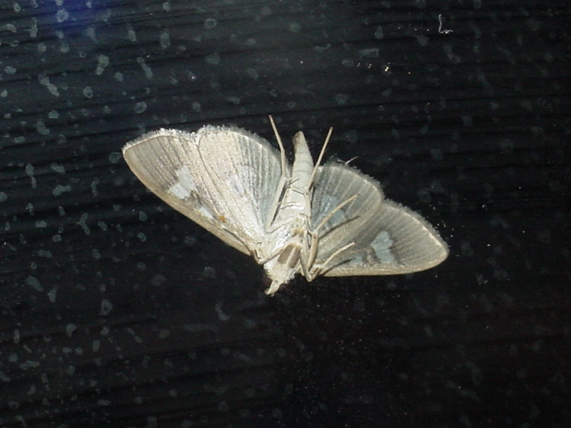 Moth {!--이름모를 나방 종류-->; DISPLAY FULL IMAGE.
