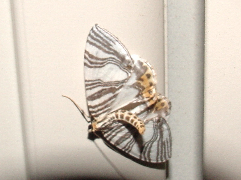 Moth {!--이름모를 나방 종류-->; DISPLAY FULL IMAGE.