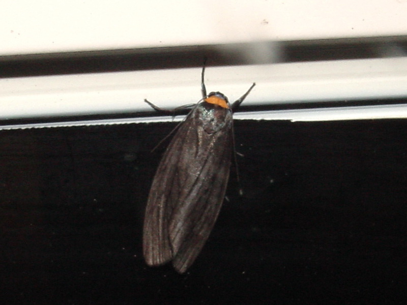 Moth {!--이름모를 나방 종류-->; DISPLAY FULL IMAGE.