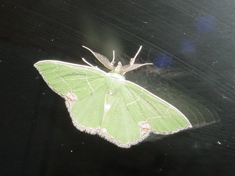 Moth {!--이름모를 나방 종류-->; DISPLAY FULL IMAGE.