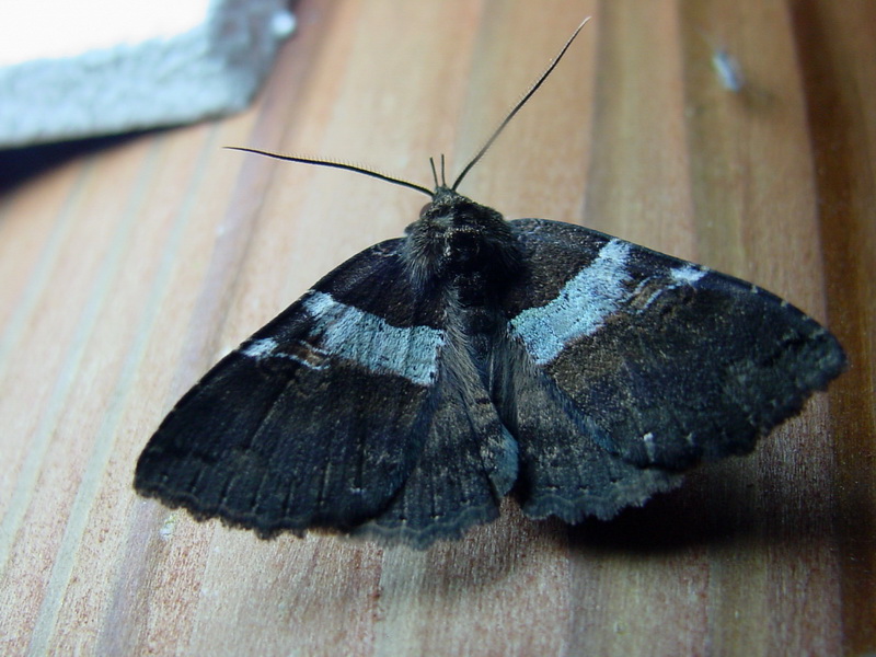 Moth {!--이름모를 나방 종류-->; DISPLAY FULL IMAGE.