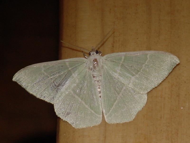 Moth with jade green color {!--이름모를 옥색 나방 종류-->; DISPLAY FULL IMAGE.