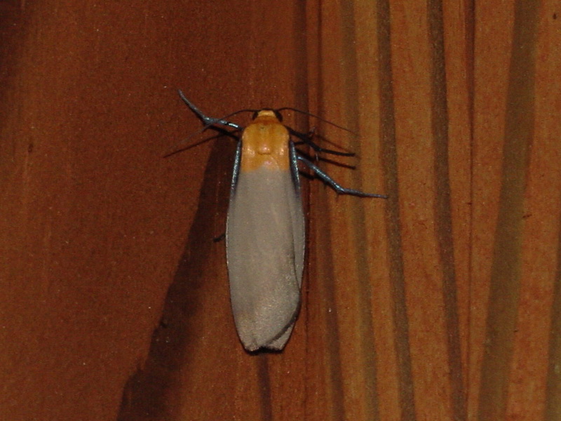 Lithosia quadra (Four-spotted Footman) {!--넉점박이불나방-->; DISPLAY FULL IMAGE.