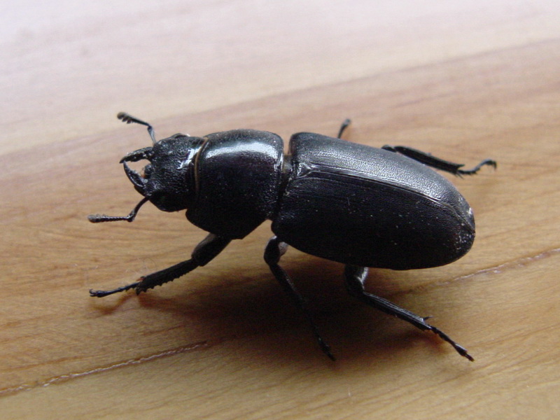 Macrodorcas rectus (Stag Beetle) {!--애사슴벌레 암컷-->; DISPLAY FULL IMAGE.