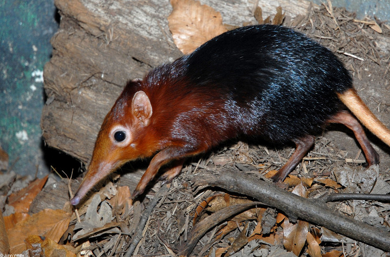 Giant Elephant Shrew (Rhynchocyon petersi); DISPLAY FULL IMAGE.