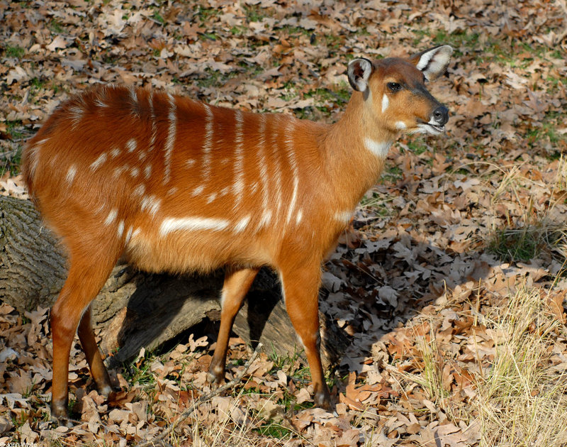 Sitatunga (Tragelaphus spekii)577; DISPLAY FULL IMAGE.