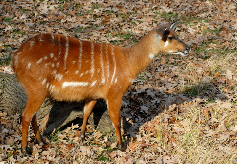 Sitatunga (Tragelaphus spekii)579; DISPLAY FULL IMAGE.