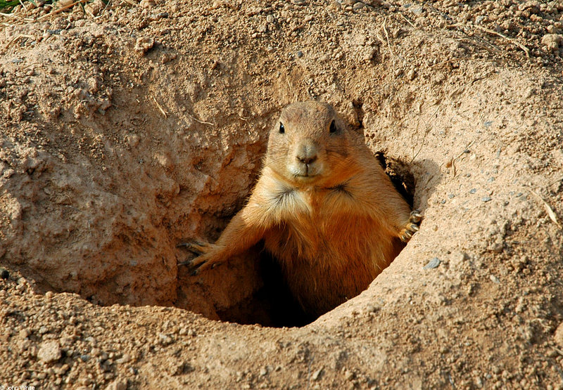 Black-tailed Prairie Dog (Cynomys ludovicianus); DISPLAY FULL IMAGE.
