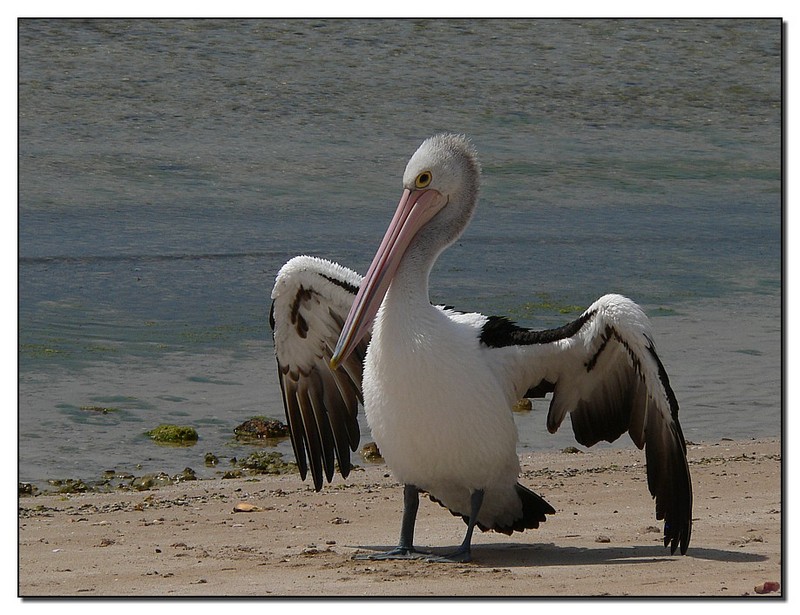 cooling off (Australian pelican); DISPLAY FULL IMAGE.