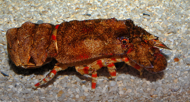 Red-band Slipper Lobster (Arctides regalis); DISPLAY FULL IMAGE.