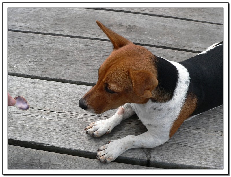 mixed breed dog 1; DISPLAY FULL IMAGE.
