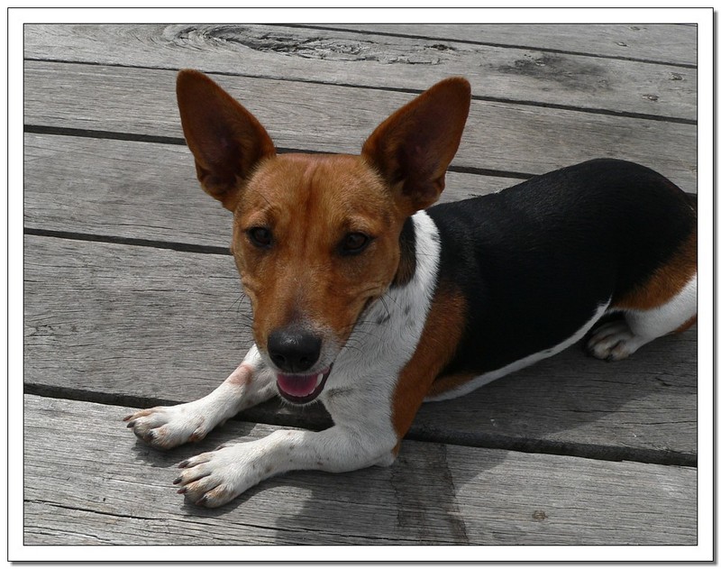 mixed breed dog 2; DISPLAY FULL IMAGE.