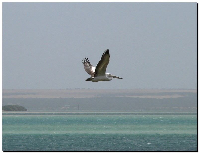 Australian pelican glide; DISPLAY FULL IMAGE.