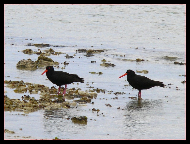 sooty oystercatchers; DISPLAY FULL IMAGE.