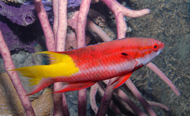 Spotfin Hogfish (Bodianus pulchellus); DISPLAY FULL IMAGE.