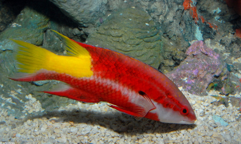 Spotfin Hogfish (Bodianus pulchellus)2; DISPLAY FULL IMAGE.