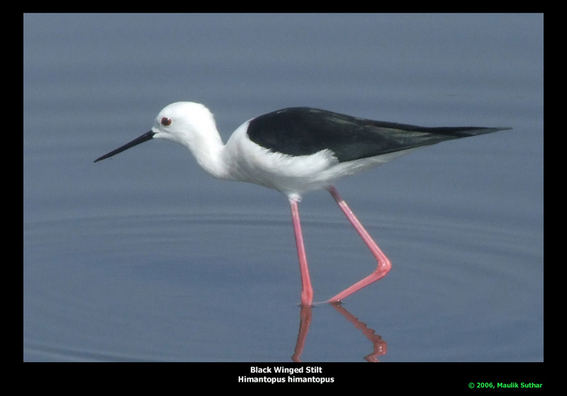 black winged stilt Copyrights Maulik Suthar; DISPLAY FULL IMAGE.