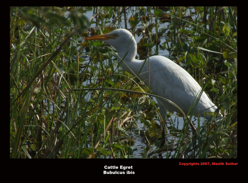 Cattle Egret , Copyrights  2007 , Maulik Suthar; DISPLAY FULL IMAGE.