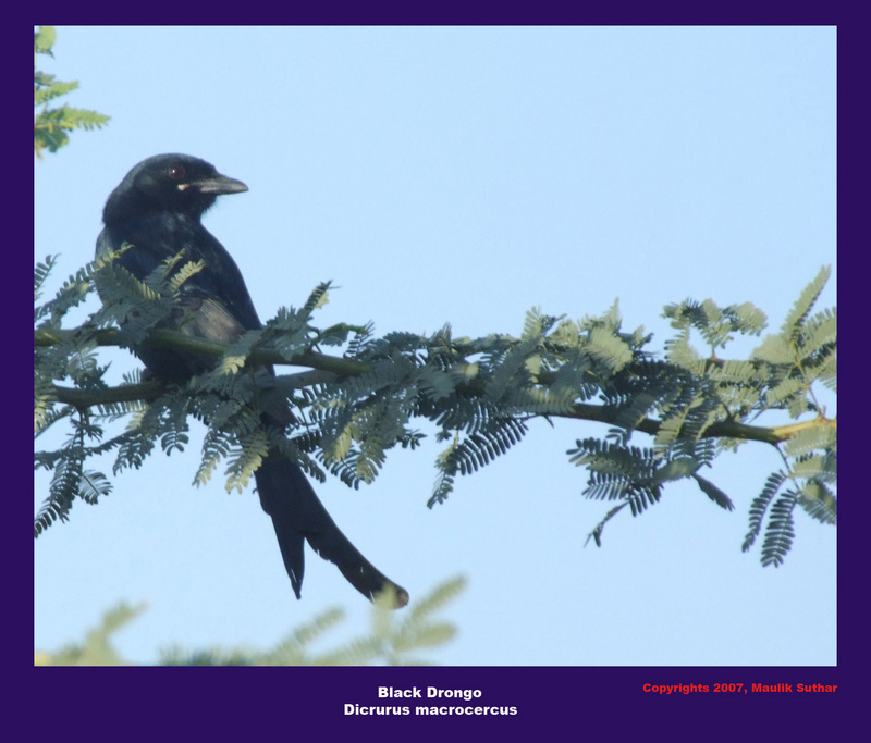 Black Drongo , Copyrights  2007 , Maulik Suthar; DISPLAY FULL IMAGE.