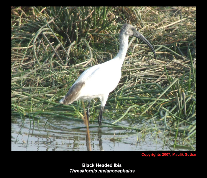 Black-headed ibis, Copyrights  2007 , Maulik Suthar; DISPLAY FULL IMAGE.
