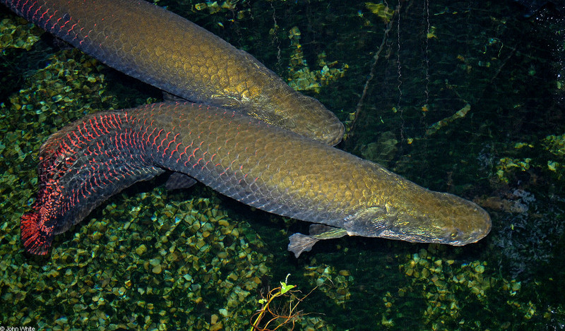 Arapaima (Arapaima gigas)006 -- pirarucu (Arapaima gigas); DISPLAY FULL IMAGE.