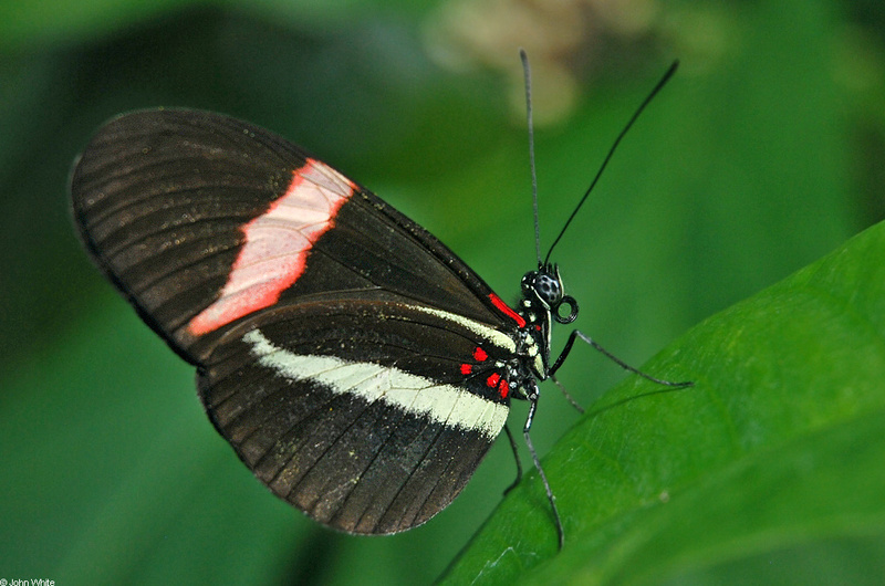 Crimson-patched Longwing (heliconius erato); DISPLAY FULL IMAGE.