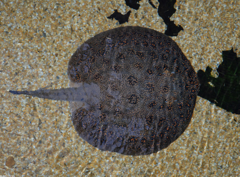 Freshwater Stingray (Potamotrygon humerosa); DISPLAY FULL IMAGE.