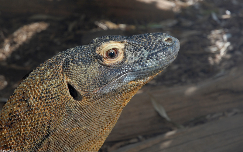 Komodo Dragon (Varanus komodoensis)001; DISPLAY FULL IMAGE.