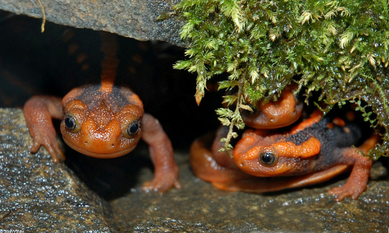 Yunnan Newt (Tylototriton shanjing); DISPLAY FULL IMAGE.