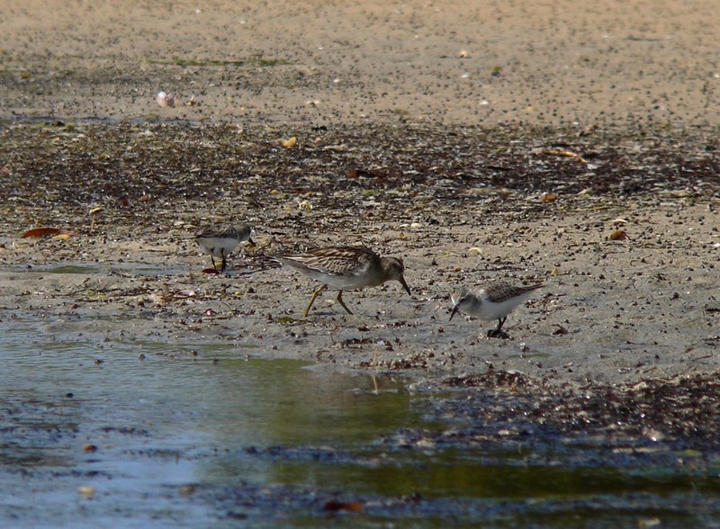 sandpiper and stints; DISPLAY FULL IMAGE.