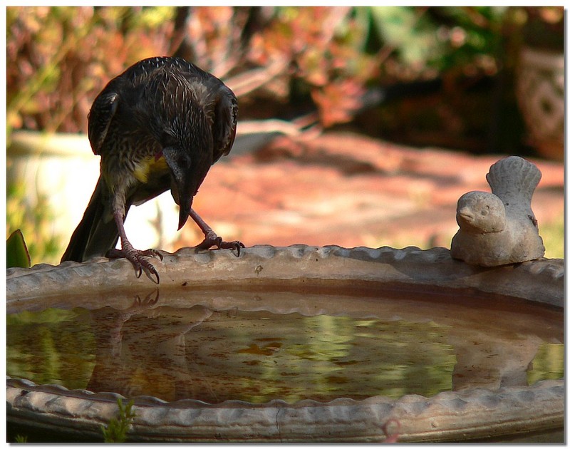 bird mirror 1 - Wattlebird; DISPLAY FULL IMAGE.